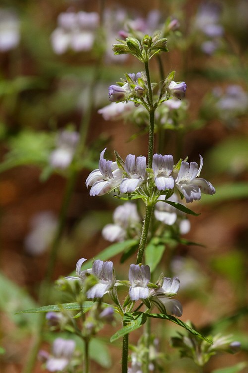 Child's Blue-eyed Mary