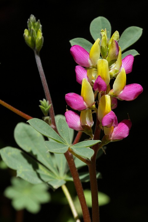 Harlequin lupine