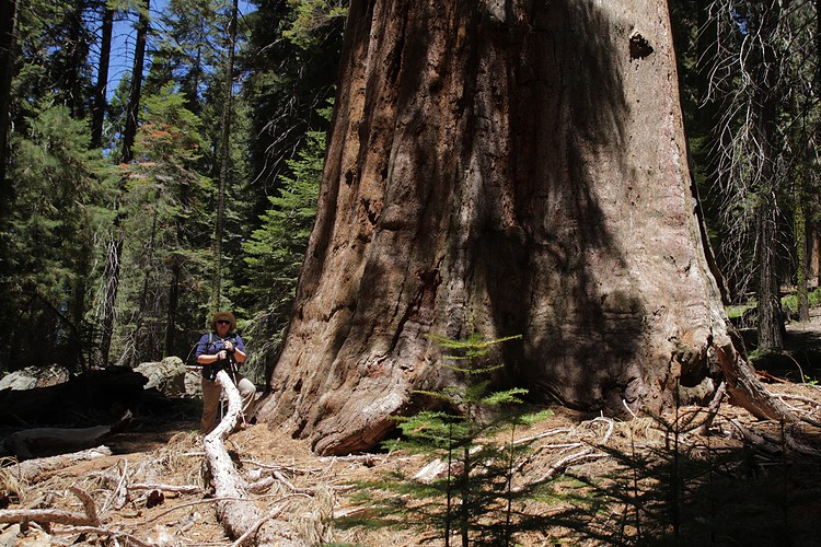 Giant Sequoia