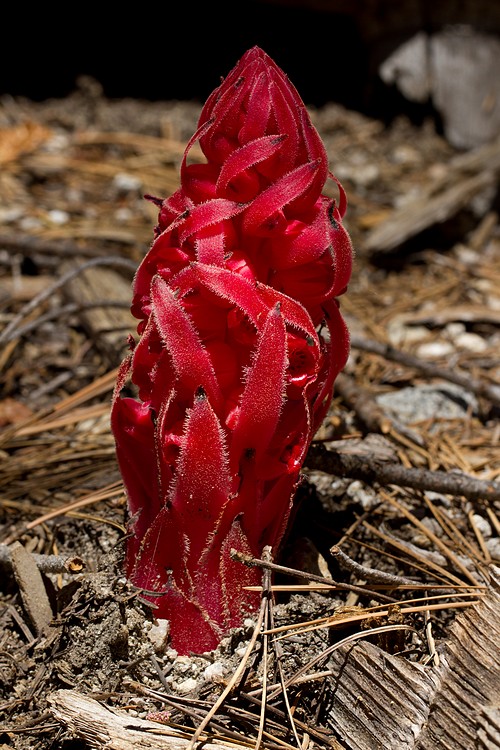 Snow plant