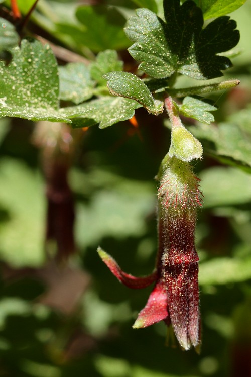 Sierra Gooseberry