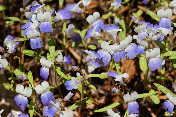 Blue-eyed mary