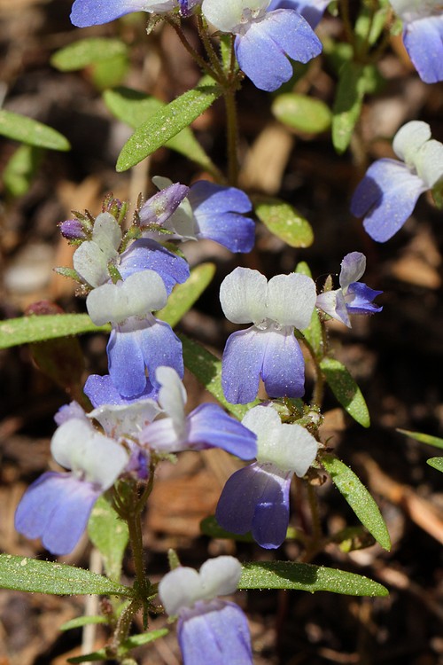 Blue-eyed mary