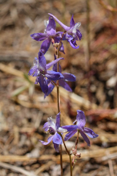 Larkspur