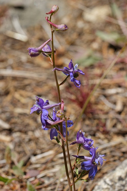 Larkspur