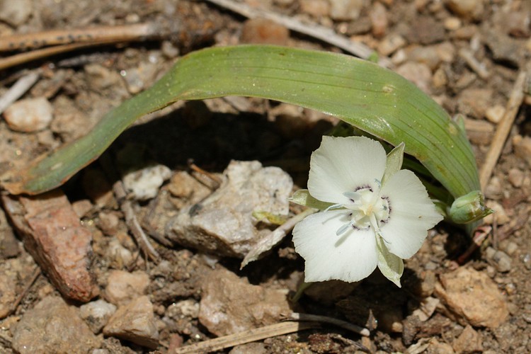 Mariposa Lily