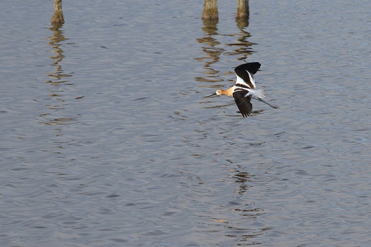 American Avocet