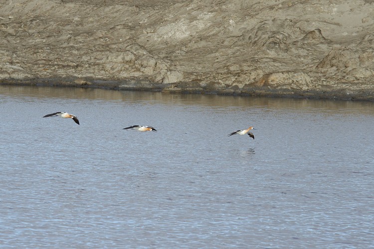 American Avocets