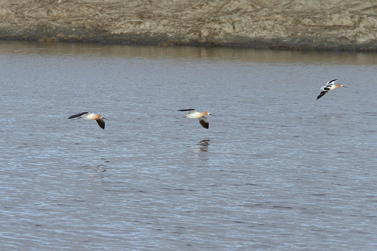 American Avocets