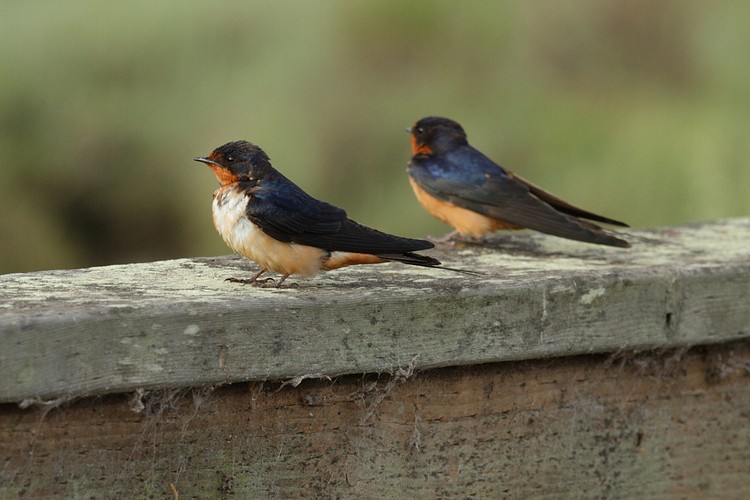 Barn Swallows