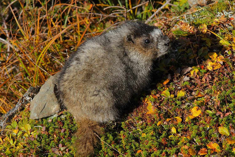 Hoary Marmot