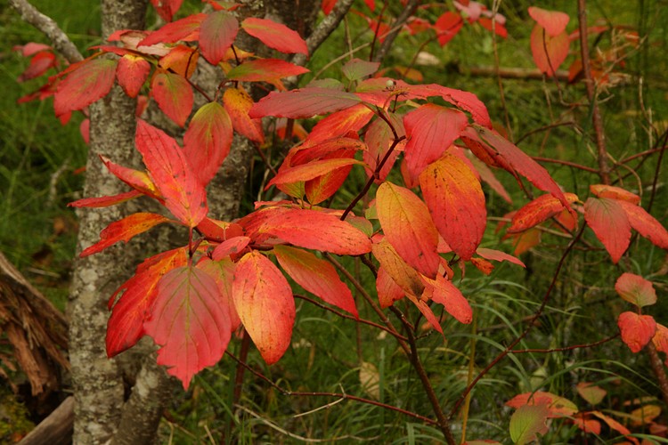 Red-osier Dogwood