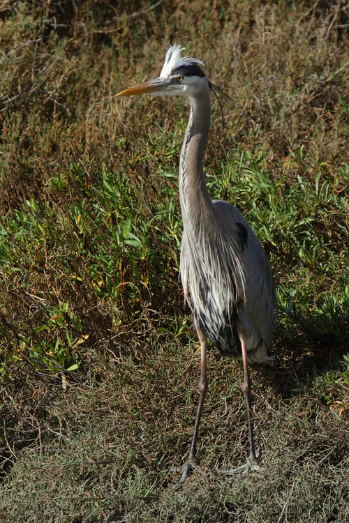Great Blue Heron (Ardea herodias)