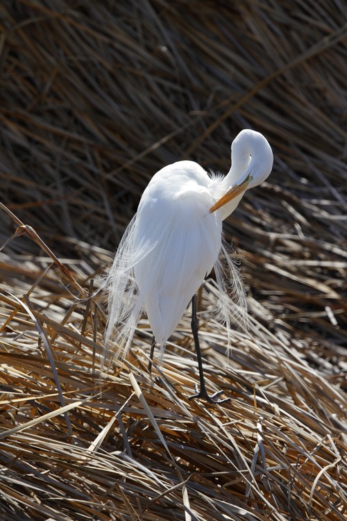 Great Egret in breeding plumage (Ardea alba)