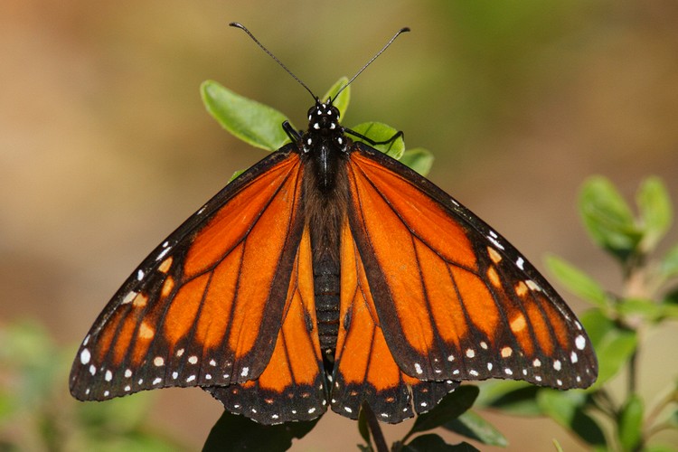 Monarch