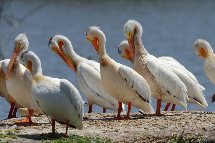 American White Pelicans