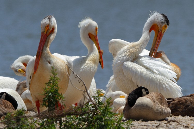 American White Pelicans