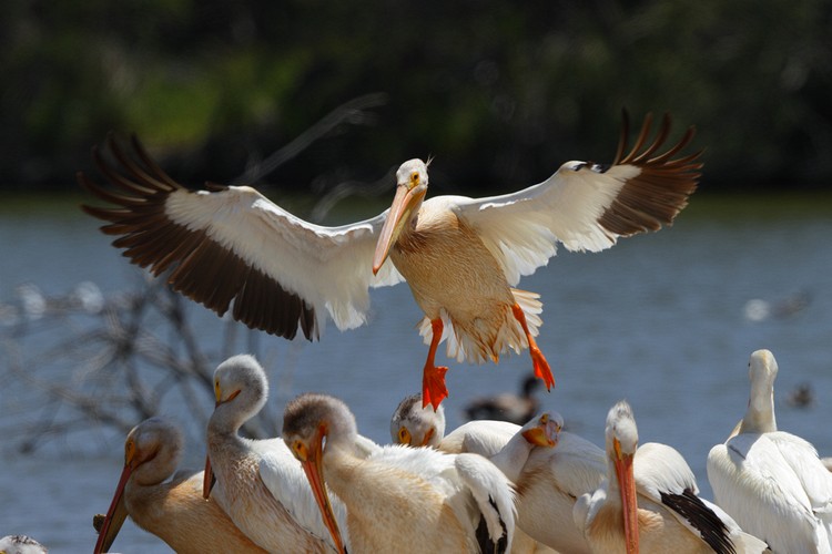 American White Pelicans