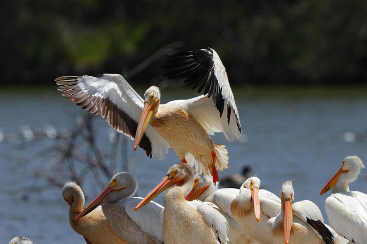 American White Pelicans