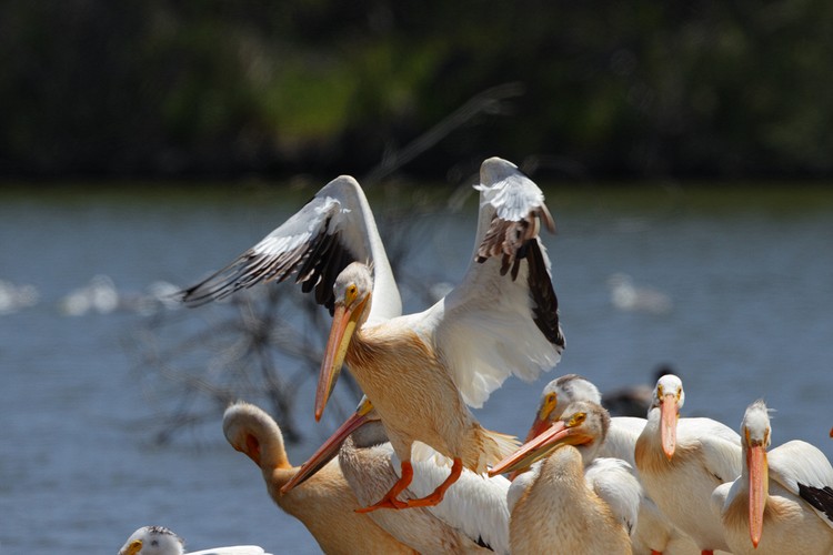 American White Pelicans