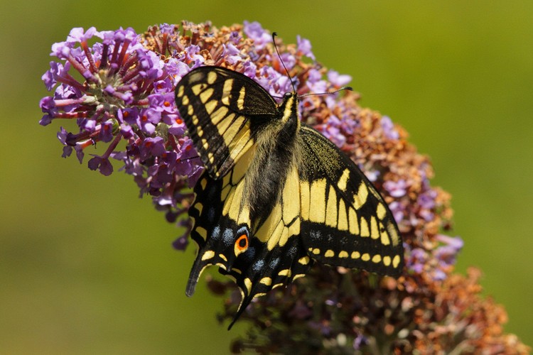Western Tiger Swallowtail