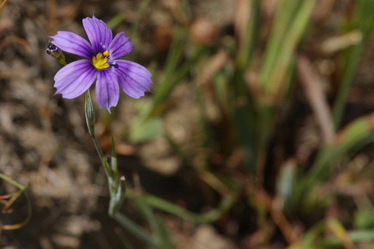 Blue-eyed Grass