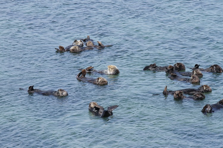 California sea otters