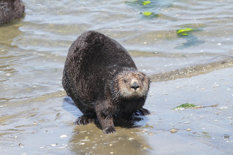 California sea otter