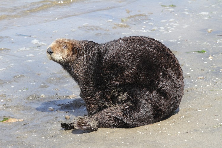 California sea otter