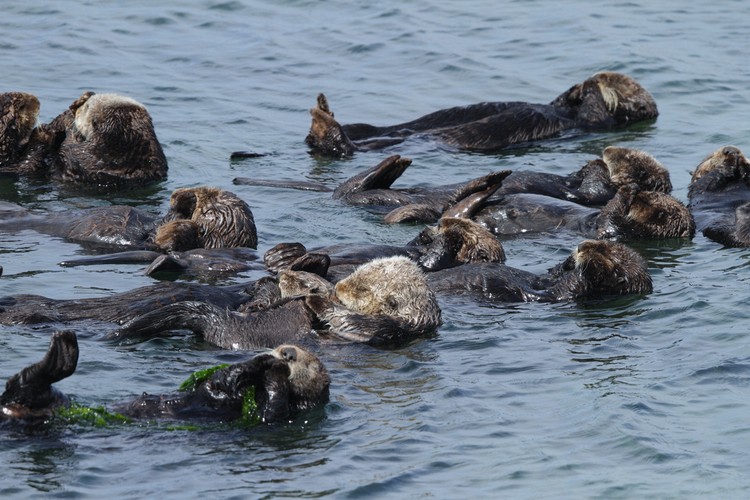 California sea otters