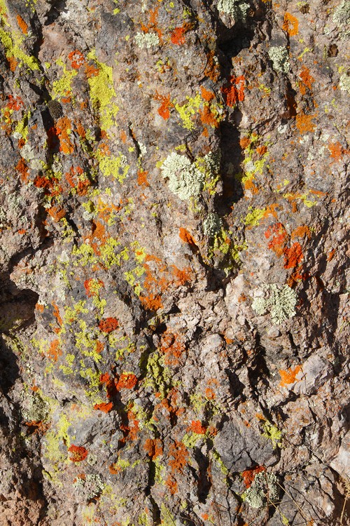 Lichen