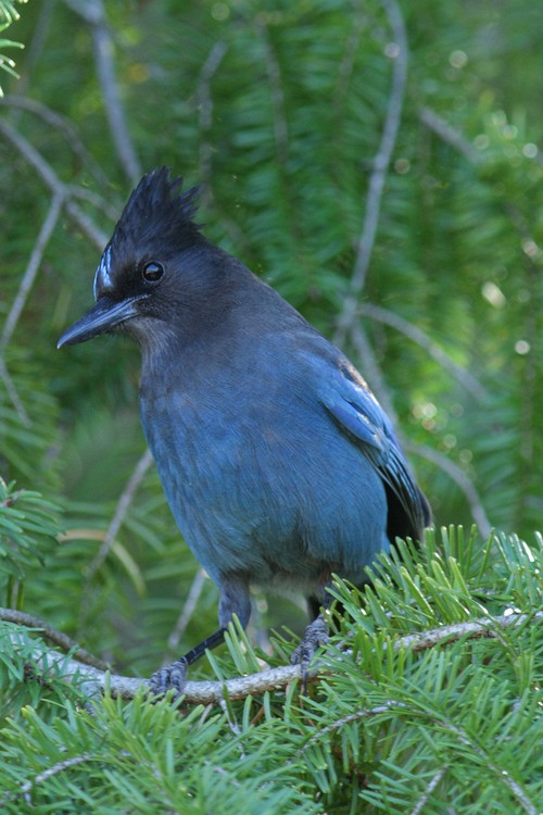 Steller's Jay