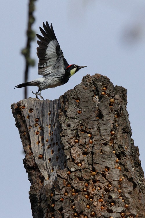 Acorn Woodpecker