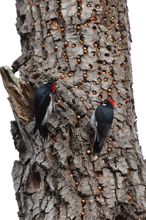 Acorn Woodpeckers