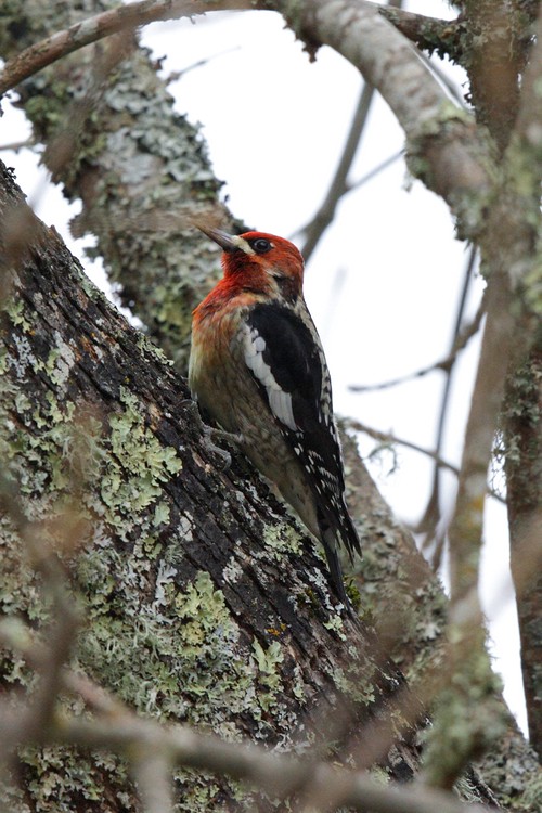 Red-breasted Sapsucker