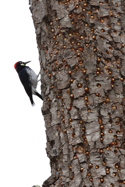 Acorn Woodpecker