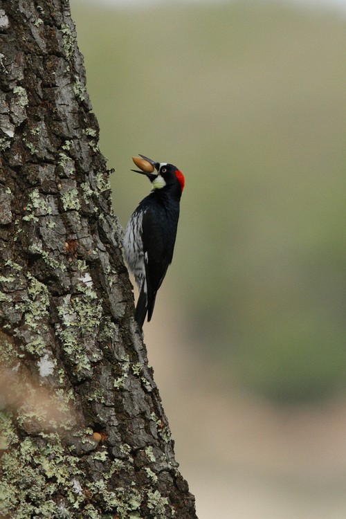 Acorn Woodpecker