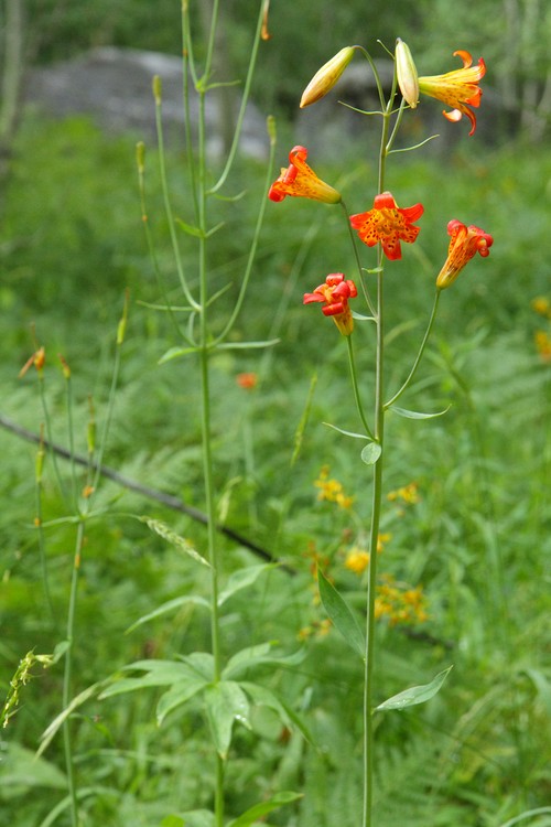 Tiger Lilies