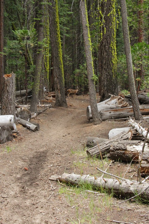 Deer in Little Yosemite Valley