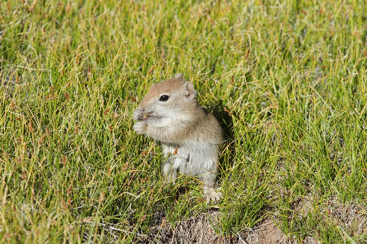 Ground squirrel
