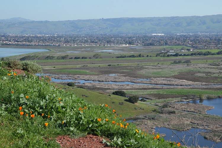 Alameda Creek marshes