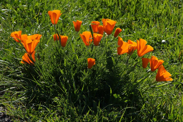 California Poppies