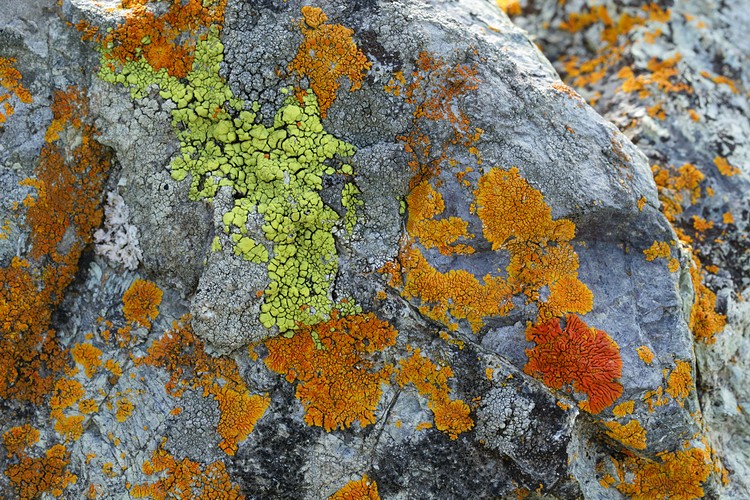 Lichen