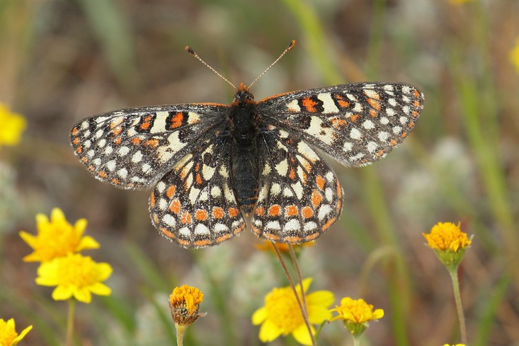 Bay Checkerspot Butterfly (Euphydryas editha bayensis)