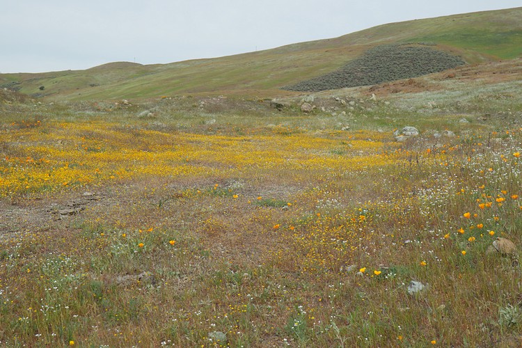 Poppies and Goldfields
