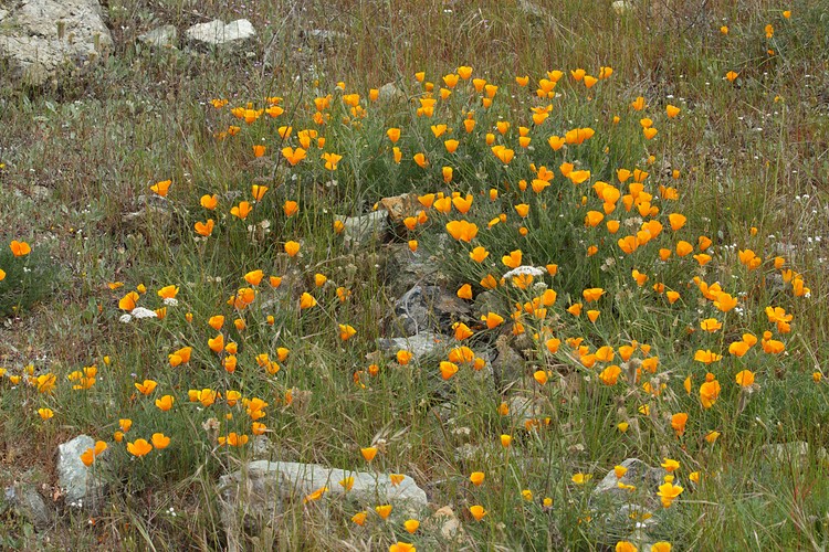 California Poppies
