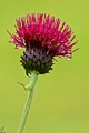 Scotch Thistle