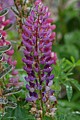 Lupine