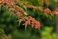 Japanese Maple