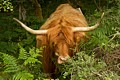 Highland Cattle